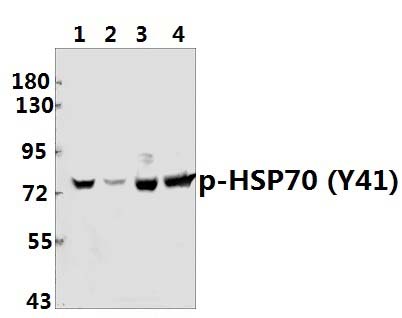 HSP70 (phospho~Y41)