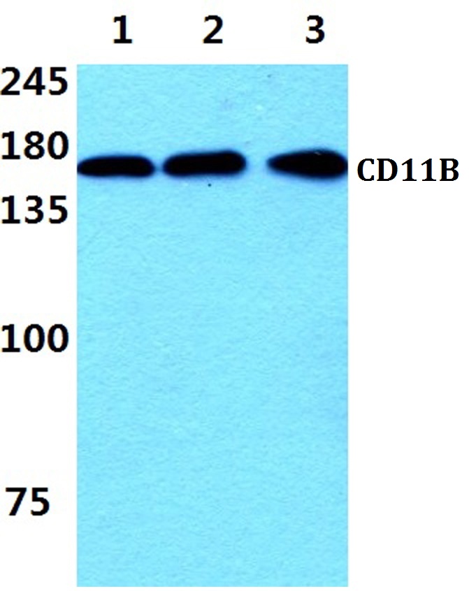 CD11B (I1)