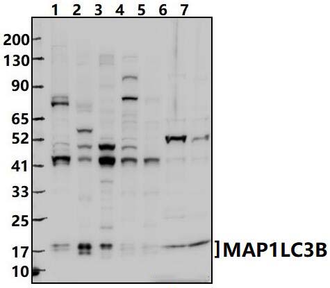 MAP1LC3B (D23)