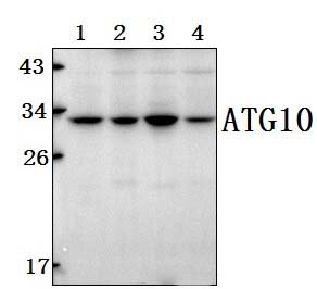 ATG10 (P220)