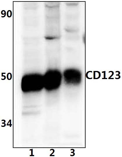 CD123 (S47)