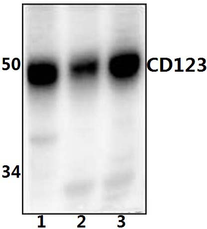 CD123 (Q192)