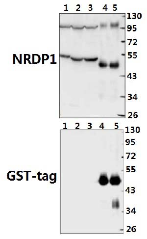 NRDP1 (E119)