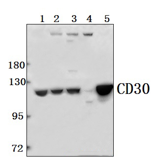 CD30 (H559)