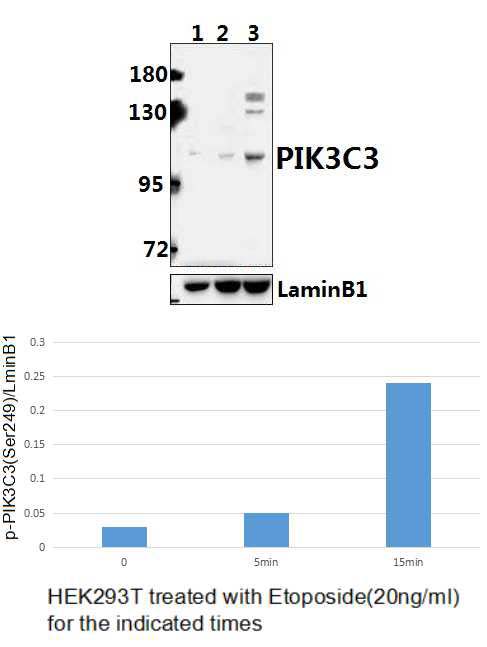 VPS34 (phospho~Ser249)