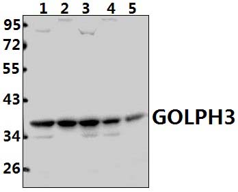 GOLPH3
