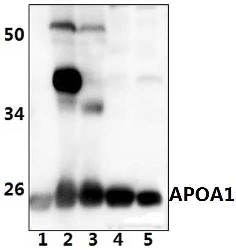 APOA1
