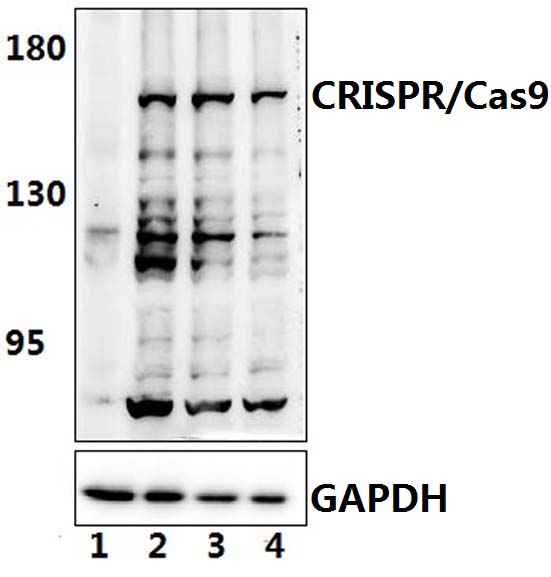 CRISPR/Cas9 (R780)