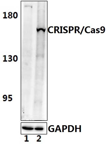 CRISPR/Cas9 (P860)