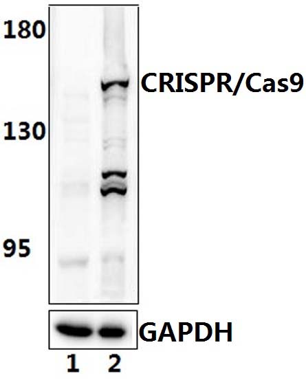 CRISPR/Cas9 (D1100)