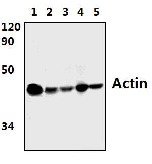 Actin (E361)