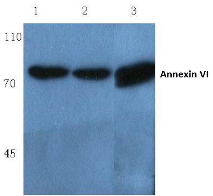 Annexin 6 (A5)