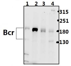Bcr (D171)