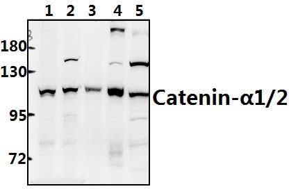 Catenin~α1/2 (P940)