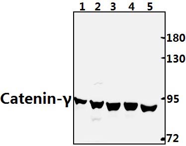 Catenin~γ (731)