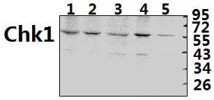 Chk1 (K274)
