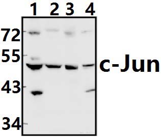 c~Jun (N57)