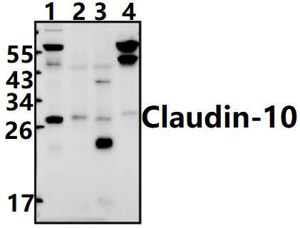Claudin~10 (N217)