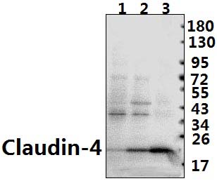 Claudin~4 (P192)