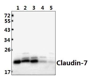 Claudin~7 (P202)