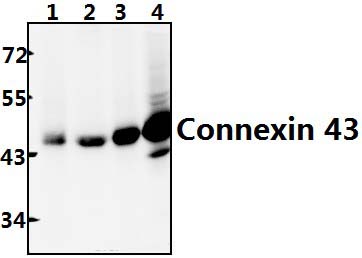 Connexin 43 (S369)