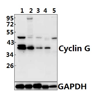 Cyclin G (I194)