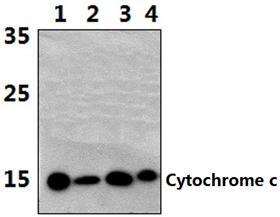 Cytochrome c (H19)