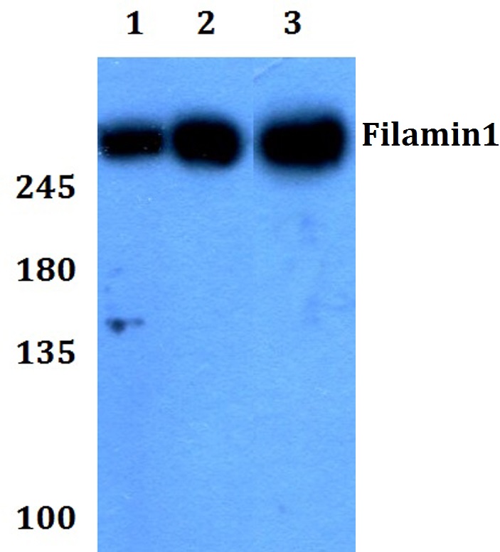 Filamin 1 (R2146)