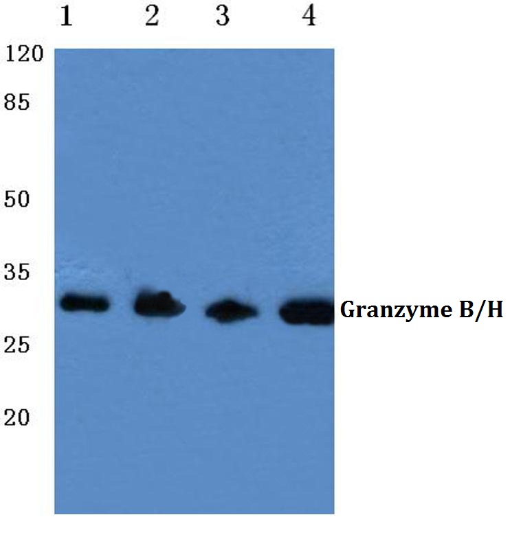 Granzyme B/H (E20)