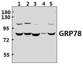GRP78 (P641)