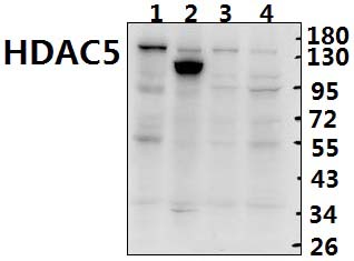 HDAC5 (E1106)
