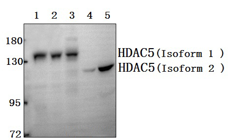 HDAC5 (P492)