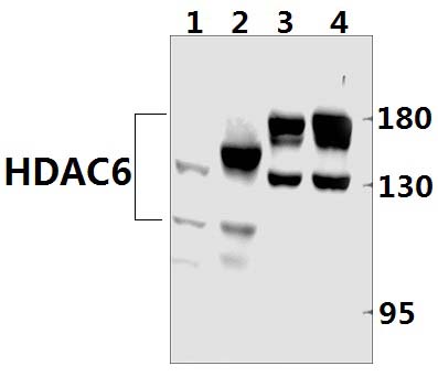 HDAC6 (H1203)