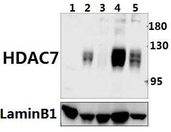 HDAC7 (G932)
