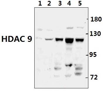 HDAC 9 (P1047)
