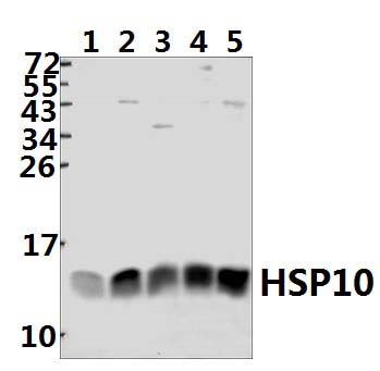 HSP10 (K80)