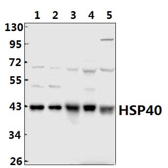 HSP40 (P303)