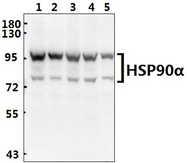 HSP90α (P717)