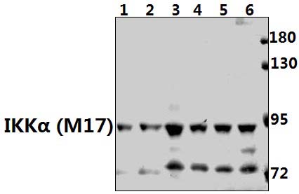 IKKα (M17)