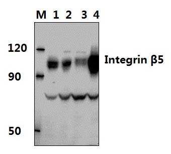Integrin β5 (V746)