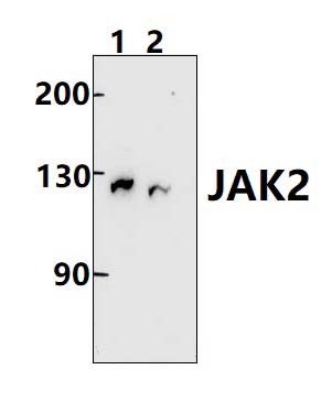 JAK2 (L1001)
