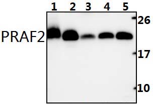 PRAF2 (L166)