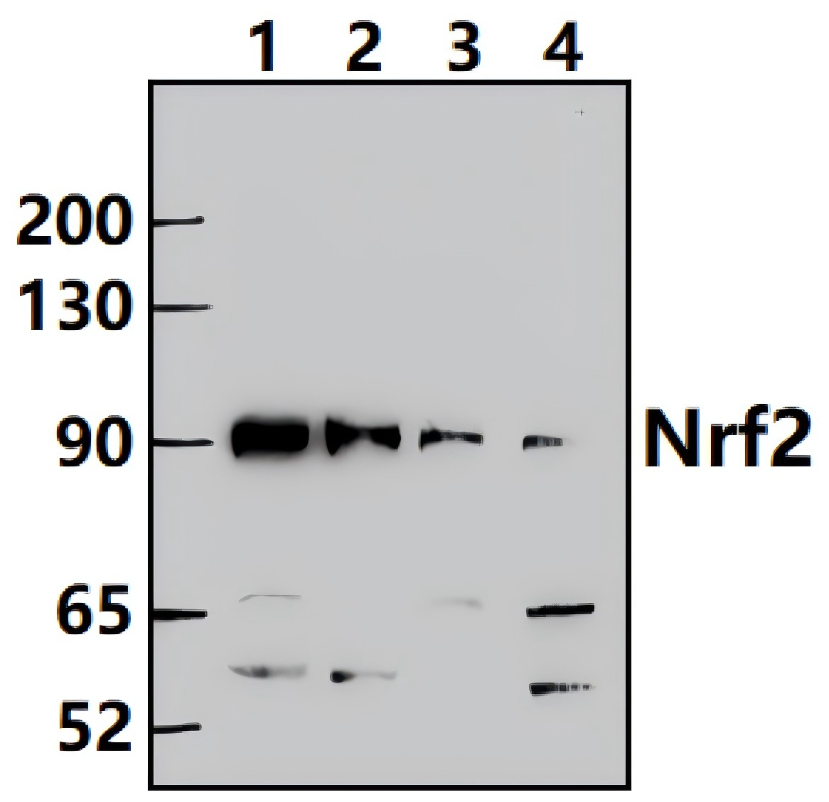 Nrf2 (L593)