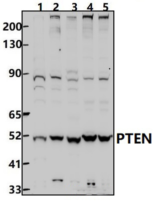 PTEN (S364)