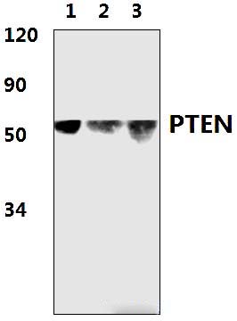 PTEN (D375)
