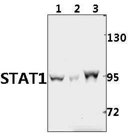 Stat1 (G695)