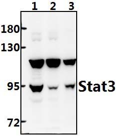 Stat3 (P699)