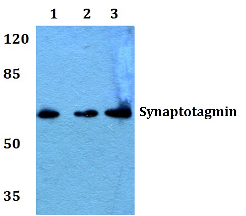 Synaptotagmin (M303)