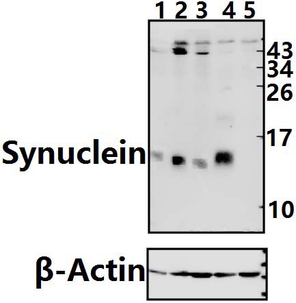 Synuclein~pan (A19)
