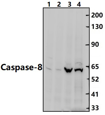 Caspase~8 (S347)